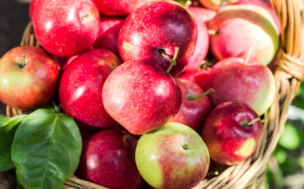 Un boisseau de pommes rouges croquantes.