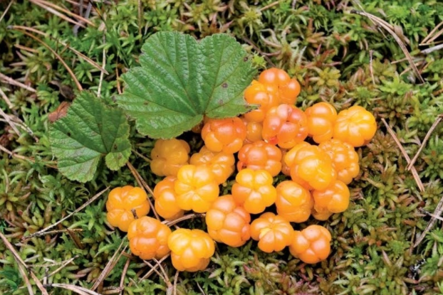 Cloudberries