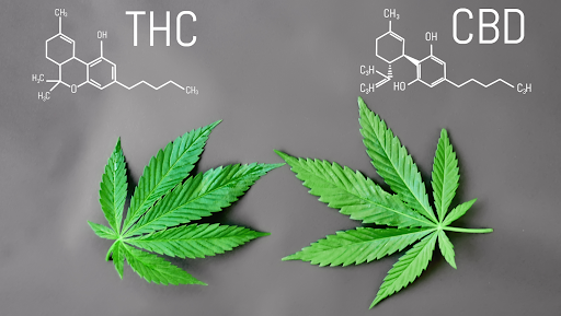 THC vs CBD