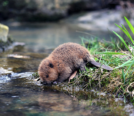 A cute little baby beaver drinking from a lake. Un petit bébé castor qui boit dans un lac