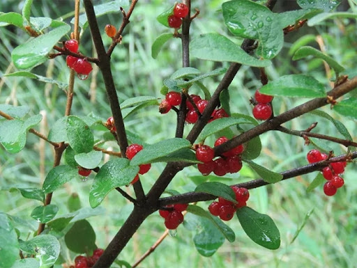 Little red soapberries sit on a branch. Des petits soapberries rouges s’assoient sur une branche