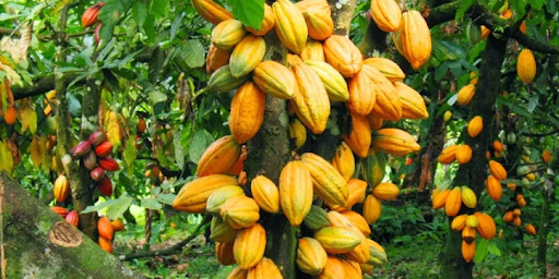 Yellow cocoa beans still on the tree. Des fèves de cacao jaunes encore sur l’arbre.