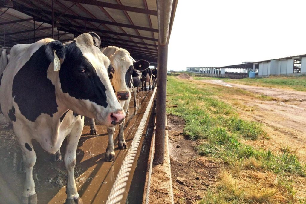 Two black and white Holstein cows in a dairy barn. Deux vaches Holstein noires et blanches dans une étable laitière