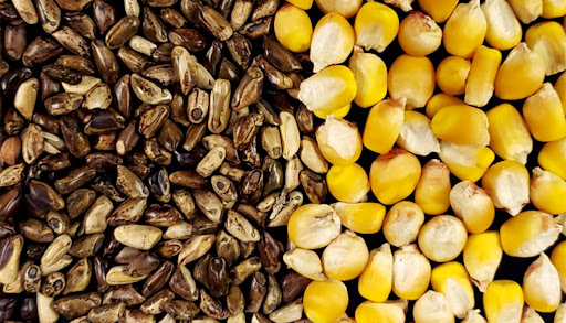 grains de téosinte et de maïs