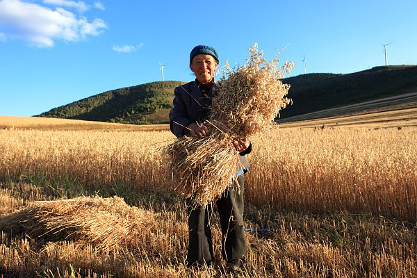 Agriculteur chinois récoltant du sarrasin