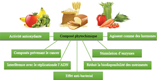 Les composés phytochimiques ont : une activité antioxydante, des composés de prévention du cancer, une interférence dans la réplication de l'ADN, des effets antibactériens, une réduction de la biodisponibilité des nutriments, une stimulation des enzymes et ils agissent comme des hormones.