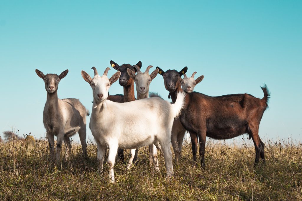 6 goats standing in a field looking at the camera.