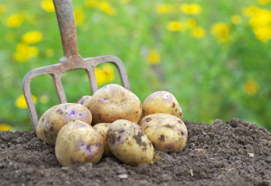 You can grow potatoes almost anywhere Encyclopedia Britannica