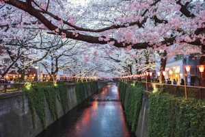 Cherry blossoms, Hanami festival at Meguro River, Japan (JRPass)