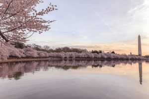 Cherry blossoms in Washington, D.C. (Ashlea Paige)