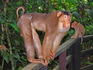 Macaques, skilled climber monkeys (Wikipedia)