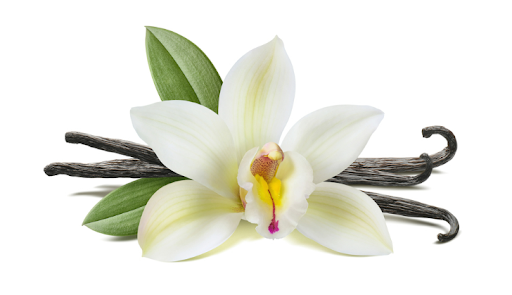 Vanilla flower and pods (Flora Queen)
