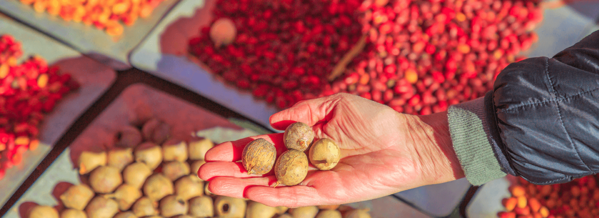 Native Fruits Image